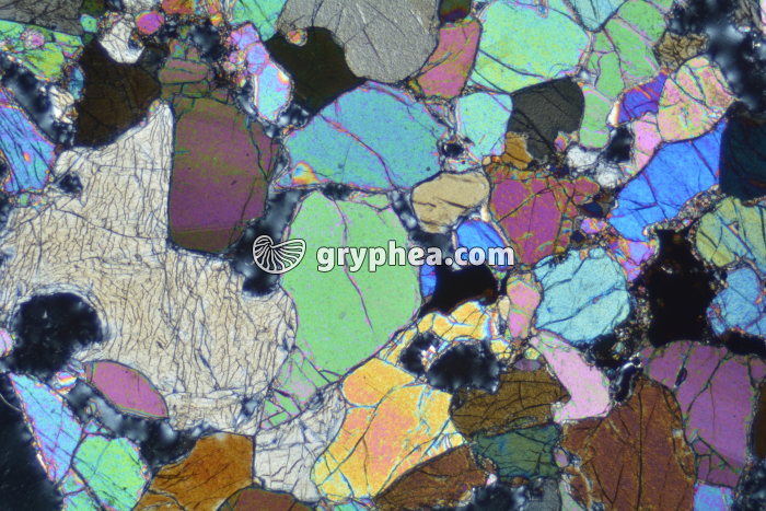 Péridotite LPA x6,3 - gryphea.com